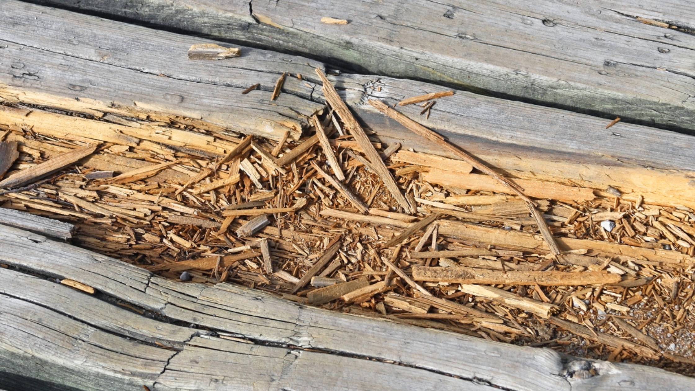 Severely rotted and splintered wood deck board showing signs of structural decay that requires deck board replacement.